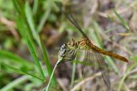 Sympetrum meridionale