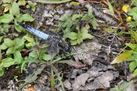 Orthetrum cancellatum