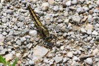 Orthetrum cancellatum