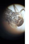 Aeshna mixta