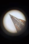 Aeshna mixta