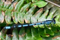 Enallagma cyathigerum