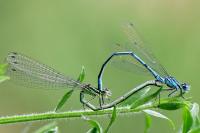 Coenagrion puella