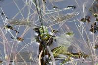 Anax imperator