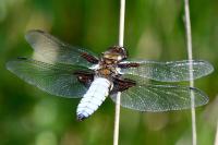 Libellula depressa