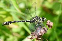 Onychogomphus forcipatus