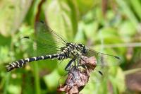 Onychogomphus forcipatus