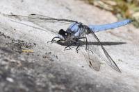 Orthetrum brunneum