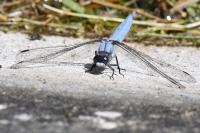 Orthetrum brunneum