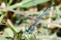 Platycnemis pennipes