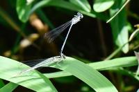 Platycnemis pennipes