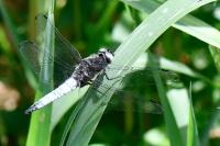Libellula fulva