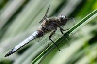 Libellula fulva