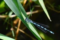 Coenagrion mercuriale