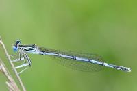 Platycnemis pennipes