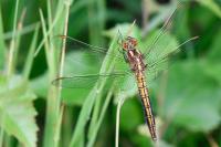 Orthetrum coerulescens