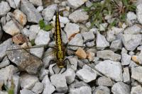 Orthetrum cancellatum
