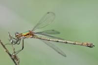 Lestes virens