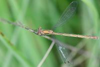 Lestes virens