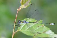 Lestes sponsa