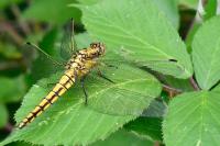 Orthetrum cancellatum