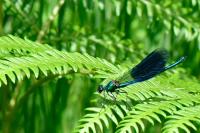 Calopteryx splendens