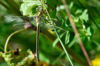 Gomphus pulchellus