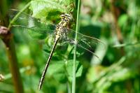 Gomphus pulchellus