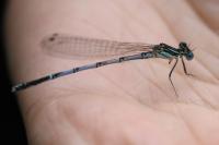 Platycnemis pennipes