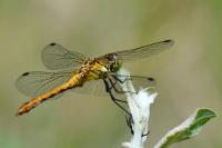 Sympetrum sanguineum