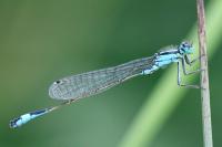 Ischnura elegans