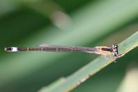 Ischnura elegans