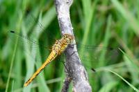 Sympetrum sanguineum