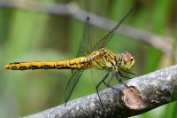 Sympetrum sanguineum