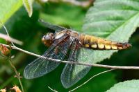 Libellula depressa