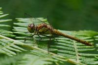 Sympetrum striolatum