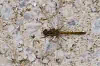 Sympetrum striolatum