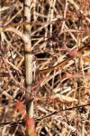 Sympecma fusca