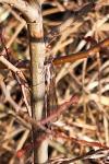 Sympecma fusca