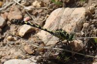 Onychogomphus forcipatus