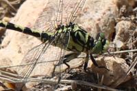 Onychogomphus forcipatus