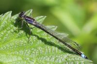 Ischnura elegans