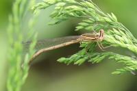 Platycnemis pennipes