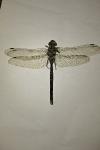 Aeshna cyanea