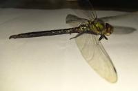 Aeshna cyanea