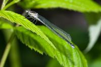 Coenagrion puella