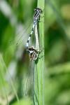 Coenagrion mercuriale