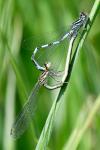 Coenagrion mercuriale