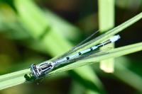 Coenagrion puella