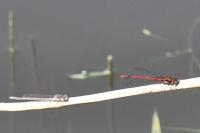 Pyrrhosoma nymphula